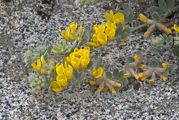 acmispon argophyllus var fremontii 3 graphic